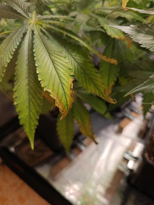 Black muffin, Tropicana poision. Week 11