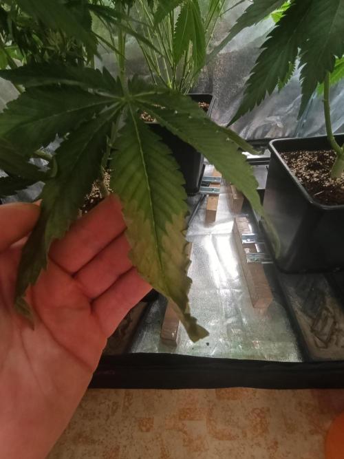 Black muffin, Tropicana poision. Week 11