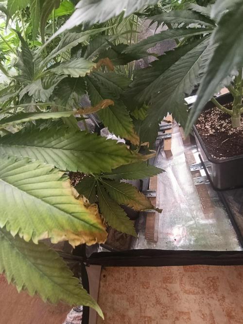 Black muffin, Tropicana poision. Week 11