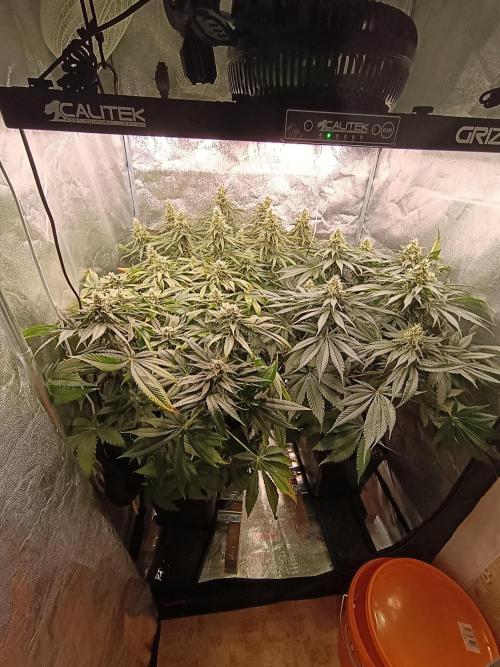 Black muffin, Tropicana poision. Week 12