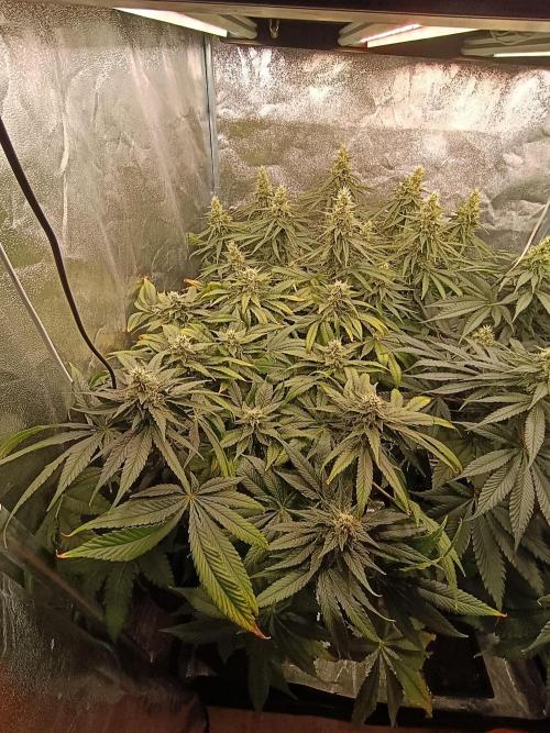 Black muffin, Tropicana poision. Week 12