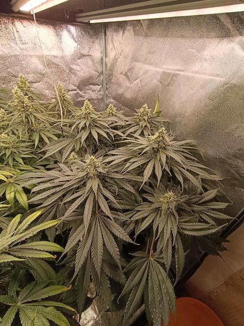 Black muffin, Tropicana poision. Week 12