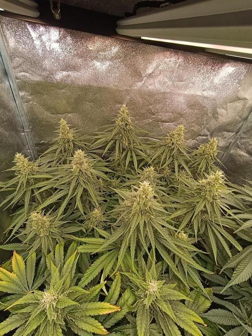 Black muffin, Tropicana poision. Week 12