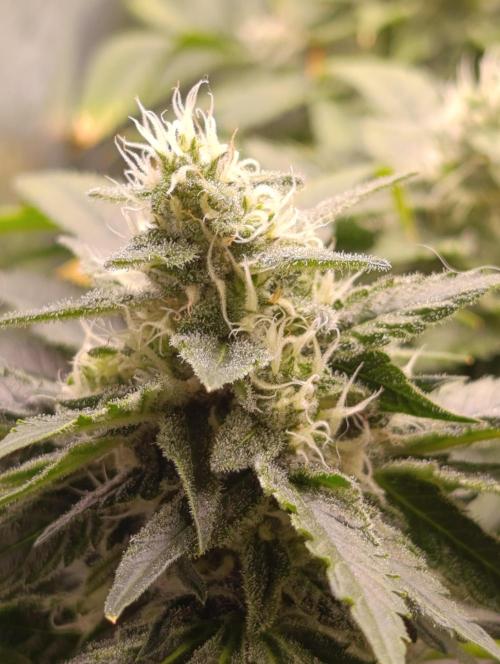 Black muffin, Tropicana poision. Week 12