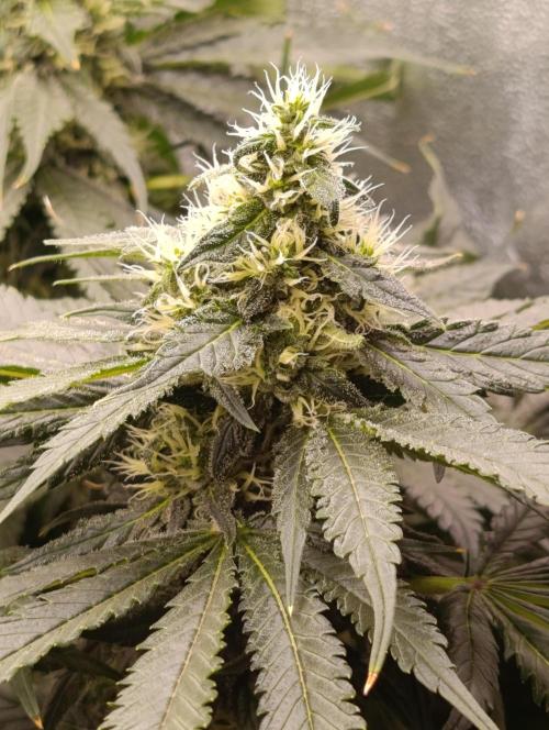 Black muffin, Tropicana poision. Week 12