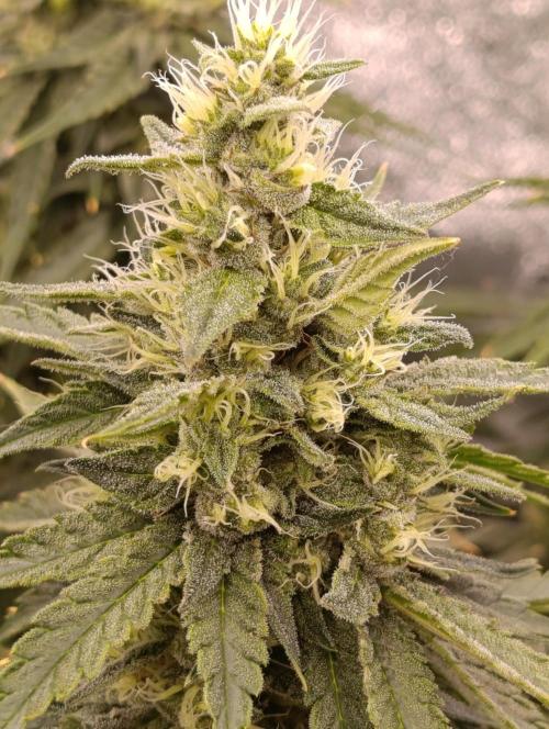 Black muffin, Tropicana poision. Week 12
