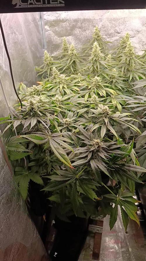 Black muffin, Tropicana poision