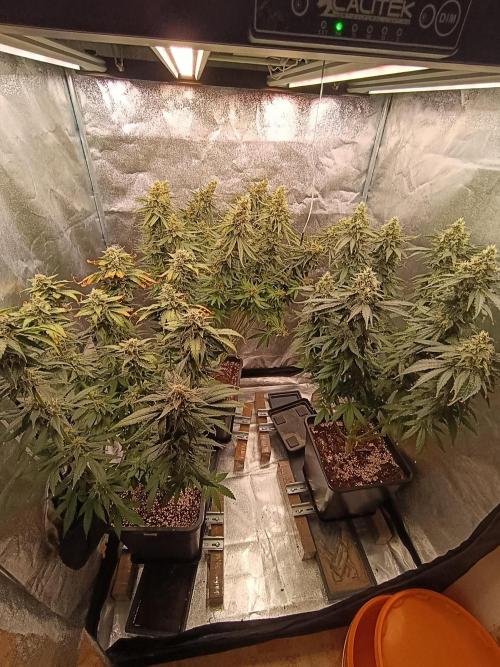 Black muffin, Tropicana poision. Week 13