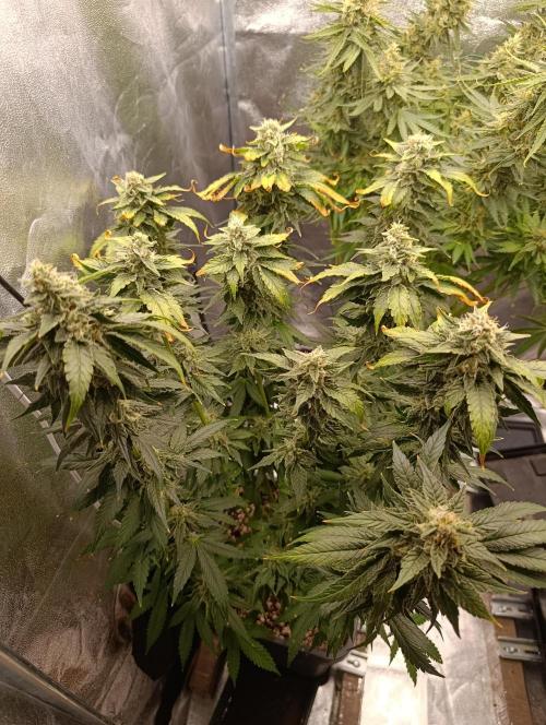 Black muffin, Tropicana poision. Week 13