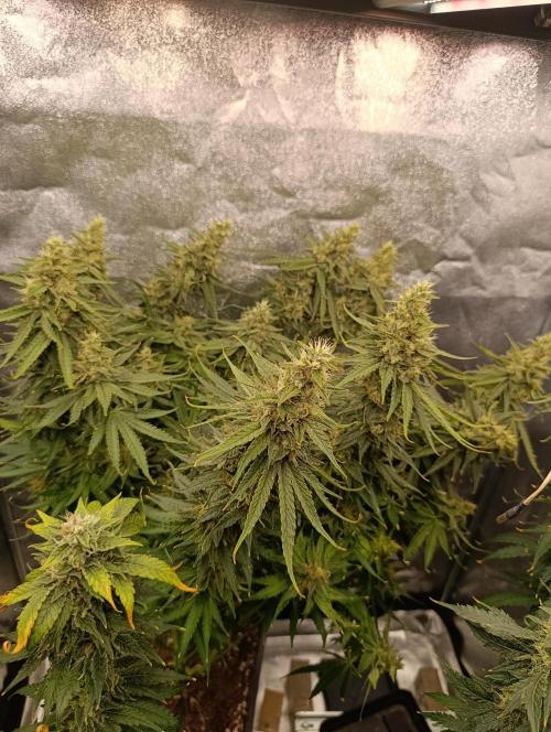 Black muffin, Tropicana poision. Week 13
