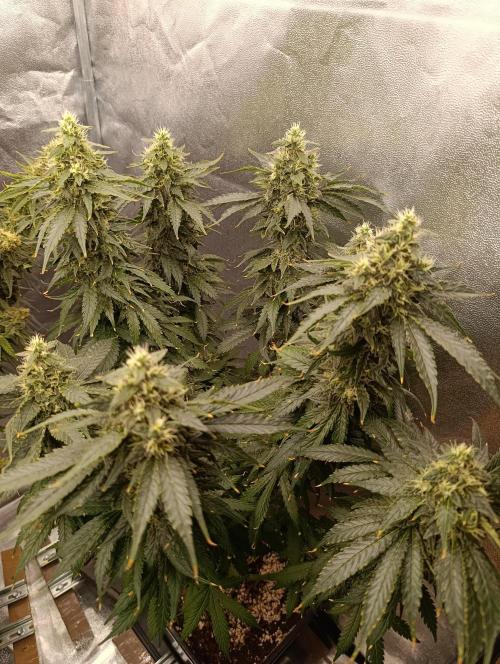 Black muffin, Tropicana poision. Week 13
