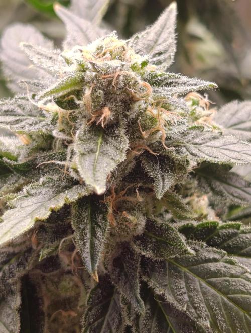 Black muffin, Tropicana poision. Week 13