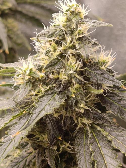 Black muffin, Tropicana poision. Week 13