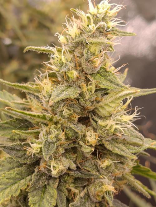 Black muffin, Tropicana poision. Week 13