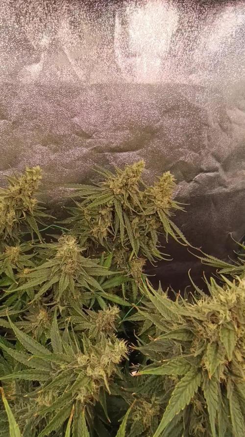 Black muffin, Tropicana poision