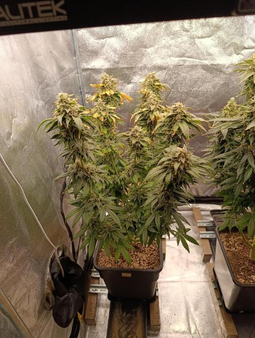 Black muffin, Tropicana poision. Week 15