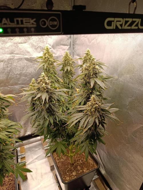 Black muffin, Tropicana poision. Week 15
