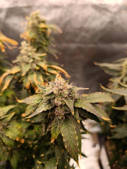 Black muffin, Tropicana poision. Week 15