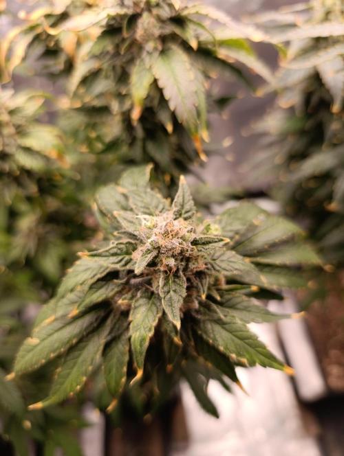Black muffin, Tropicana poision. Week 15