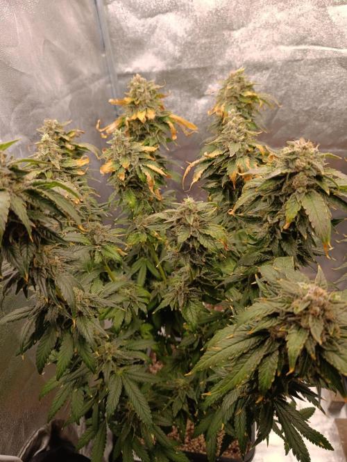 Black muffin, Tropicana poision. Week 15