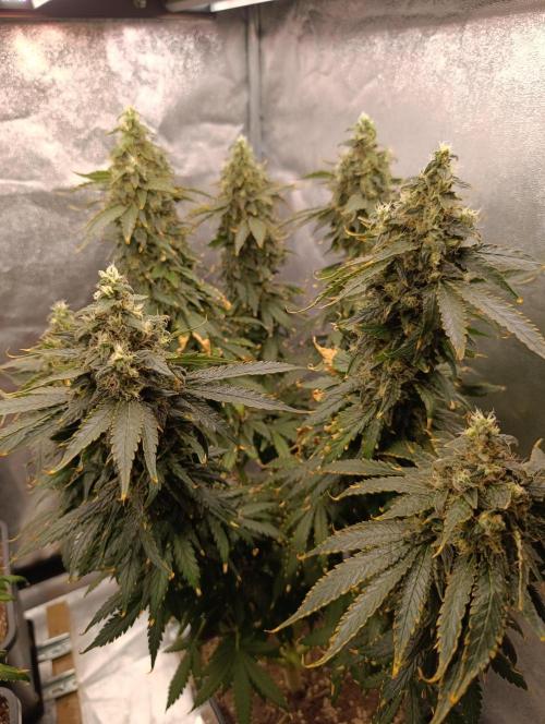 Black muffin, Tropicana poision. Week 15