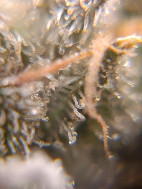 Black muffin, Tropicana poision. Week 15