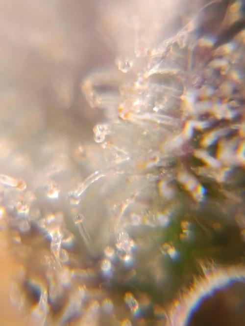 Black muffin, Tropicana poision. Week 15