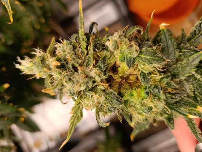 Black muffin, Tropicana poision. Week 16 - Fking plíseň