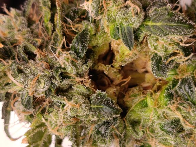 Black muffin, Tropicana poision. Week 16 - Plíseň.