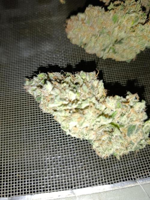 Black muffin, Tropicana poision. Week 16