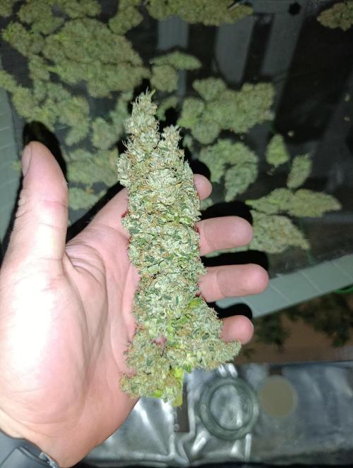 Black muffin, Tropicana poision. Week 16