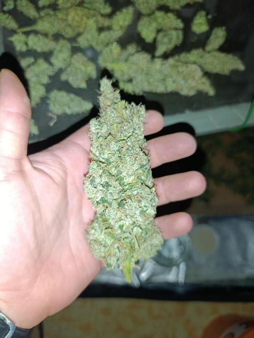 Black muffin, Tropicana poision. Week 16