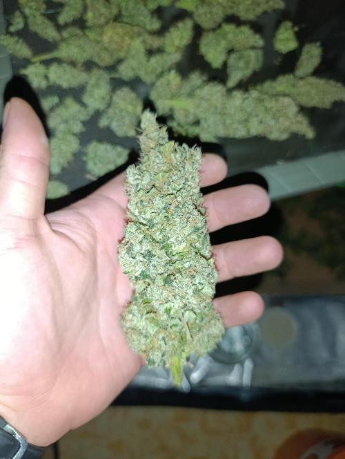 Black muffin, Tropicana poision. Week 16