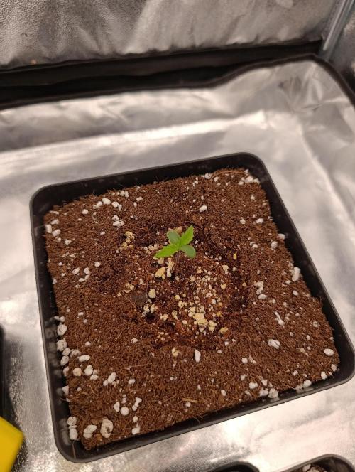 Gelonage, Green Poisson. Week 1