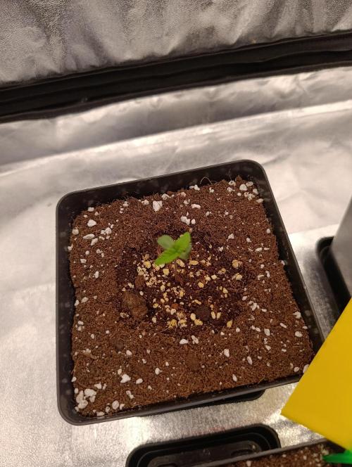 Gelonage, Green Poisson. Week 1