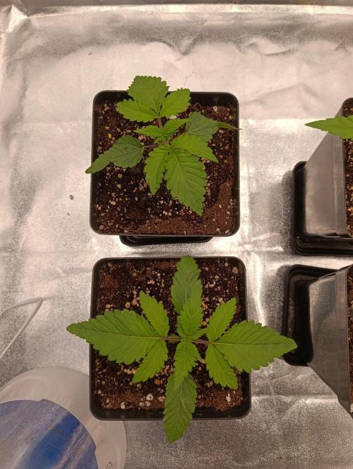 Gelonage, Green Poisson. Week 2