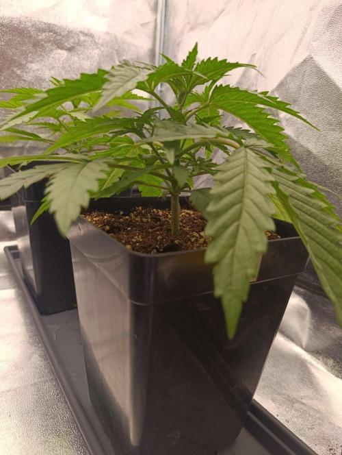 Gelonage, Green Poisson. Week 3
