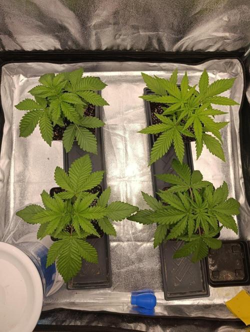 Gelonage, Green Poisson. Week 3