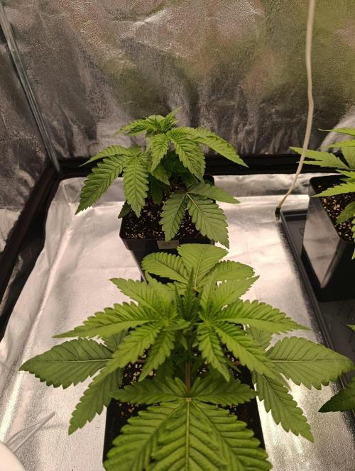 Gelonage, Green Poisson. Week 3