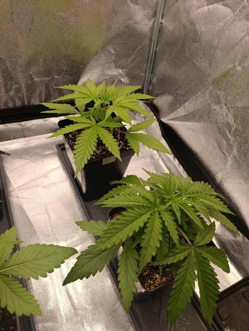 Gelonage, Green Poisson. Week 3