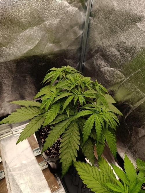 Gelonage, Green Poisson. Week 4