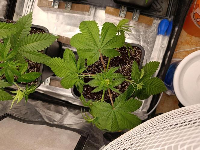 Gelonage, Green Poisson. Week 4