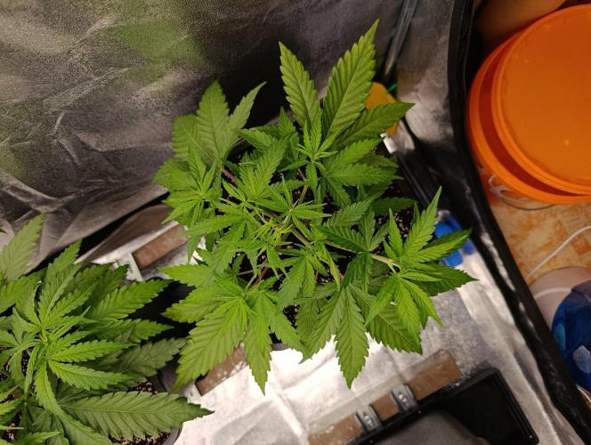 Gelonage, Green Poisson. Week 4