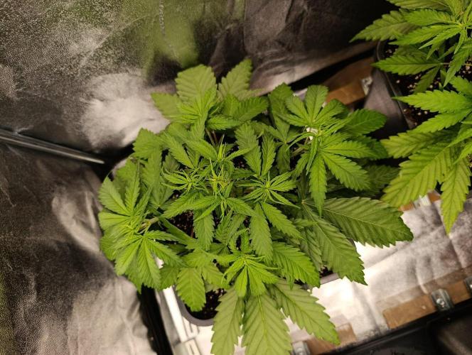 Gelonage, Green Poisson. Week 4
