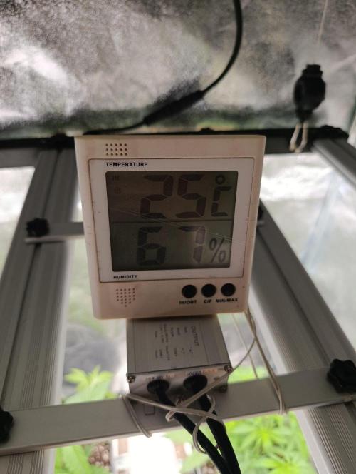Gelonage, Green Poisson. Week 4