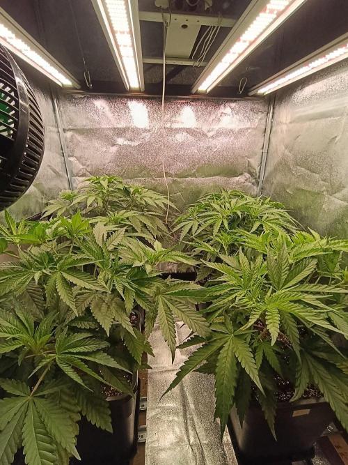 Gelonage, Green Poisson. Week 5