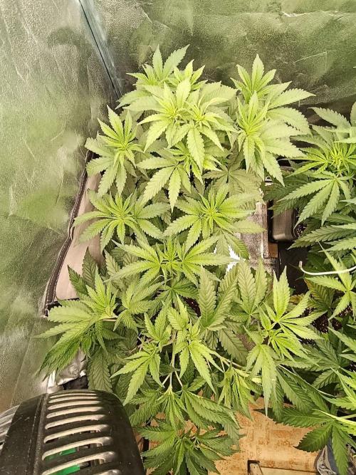 Gelonage, Green Poisson. Week 5