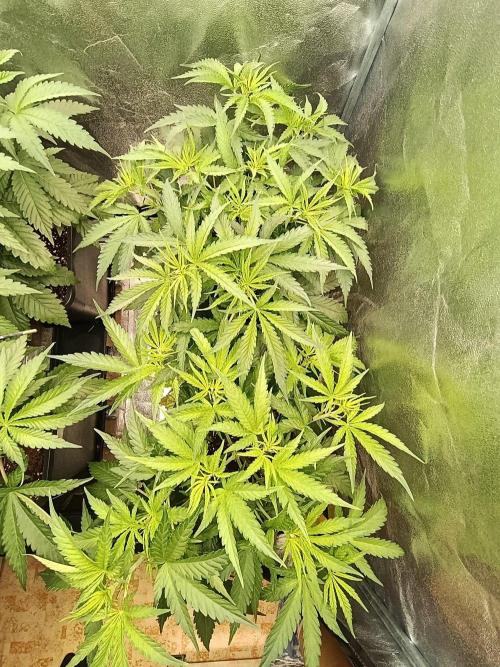 Gelonage, Green Poisson. Week 5