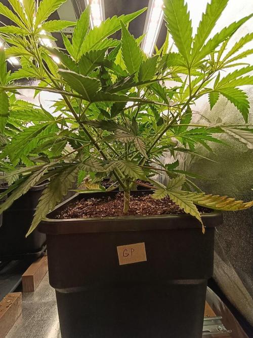 Gelonage, Green Poisson. Week 5