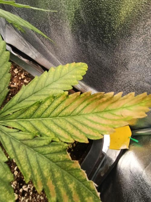 Gelonage, Green Poisson. Week 5